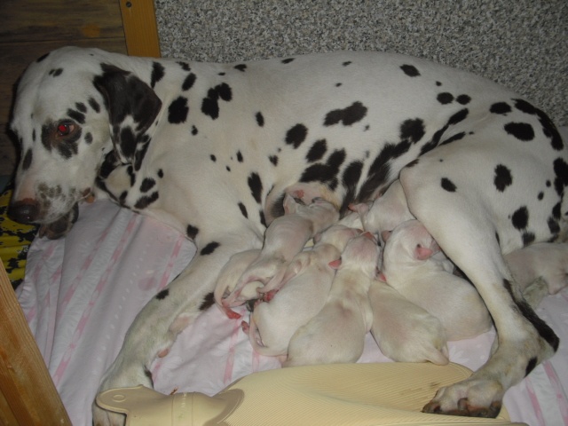 mamka s detma.jpg