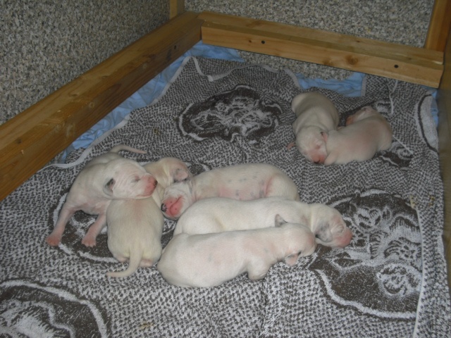 pupici.jpg