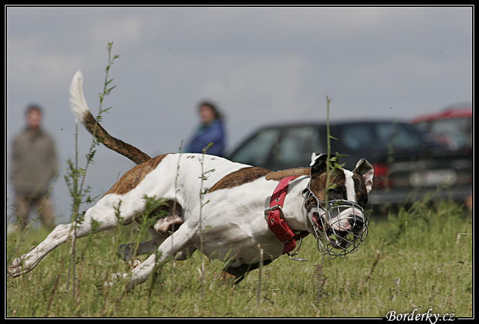 Coursing254.jpg