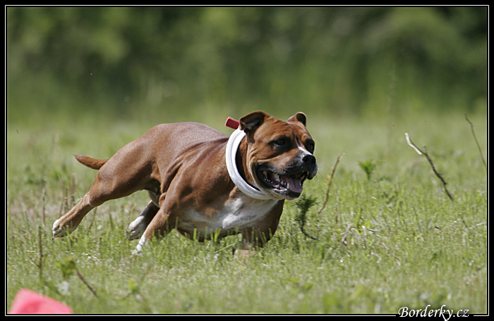 Coursing217.jpg