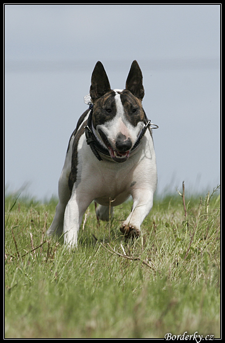 Coursing147.jpg