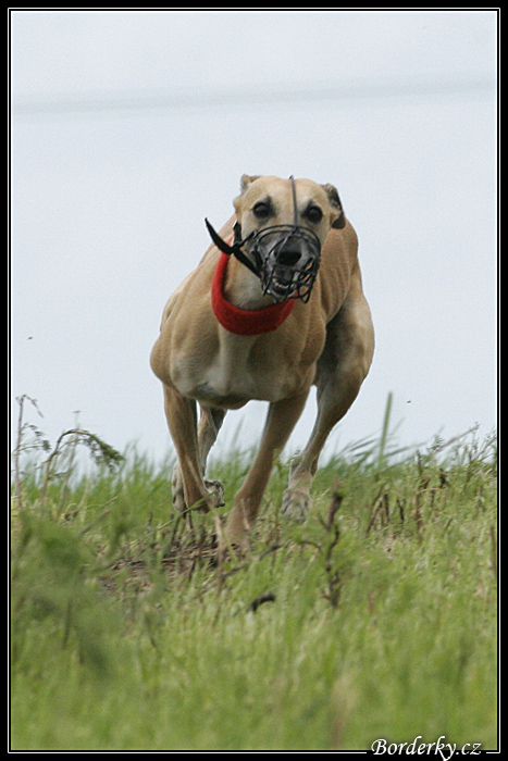 Coursing130.jpg